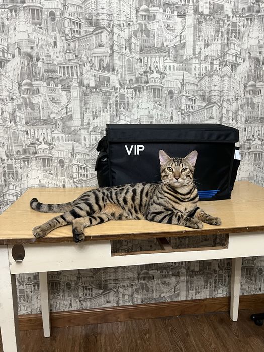 Акс бенгал 9 месяцев