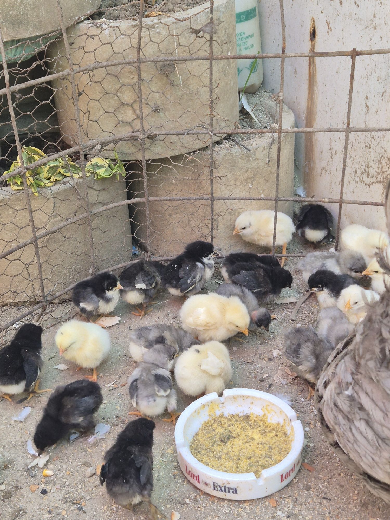 Vând  puțin rasa Australorp albastru  și negru