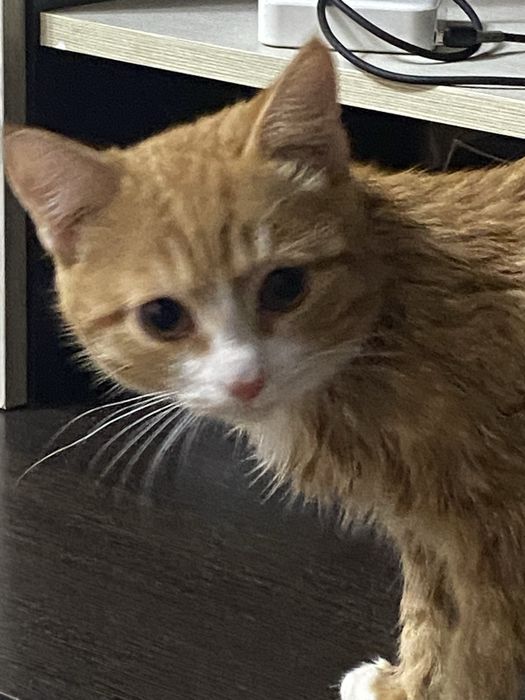 Отдадим кота в добрые руки