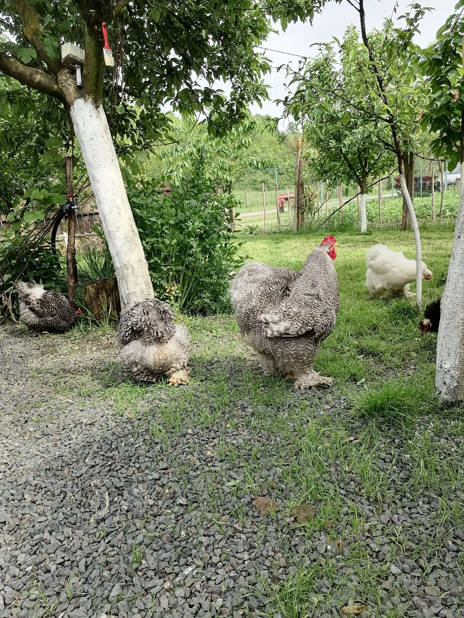 Vând păsări din matca din rasa Cochinchina Uriaș Barat negru alb și po