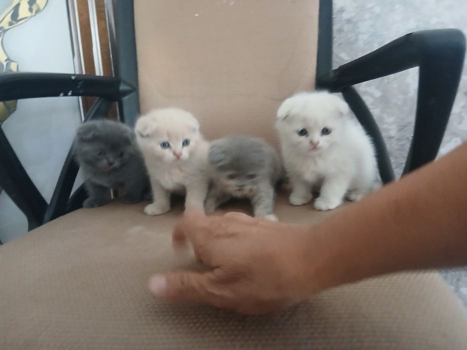 Mushuk bolalari zotdor