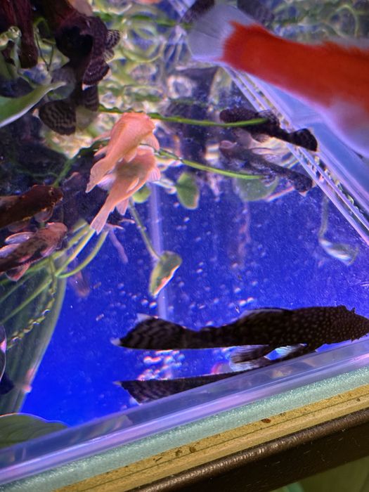 Прода анцитрусов