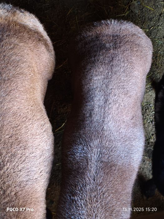 Продается кучкары