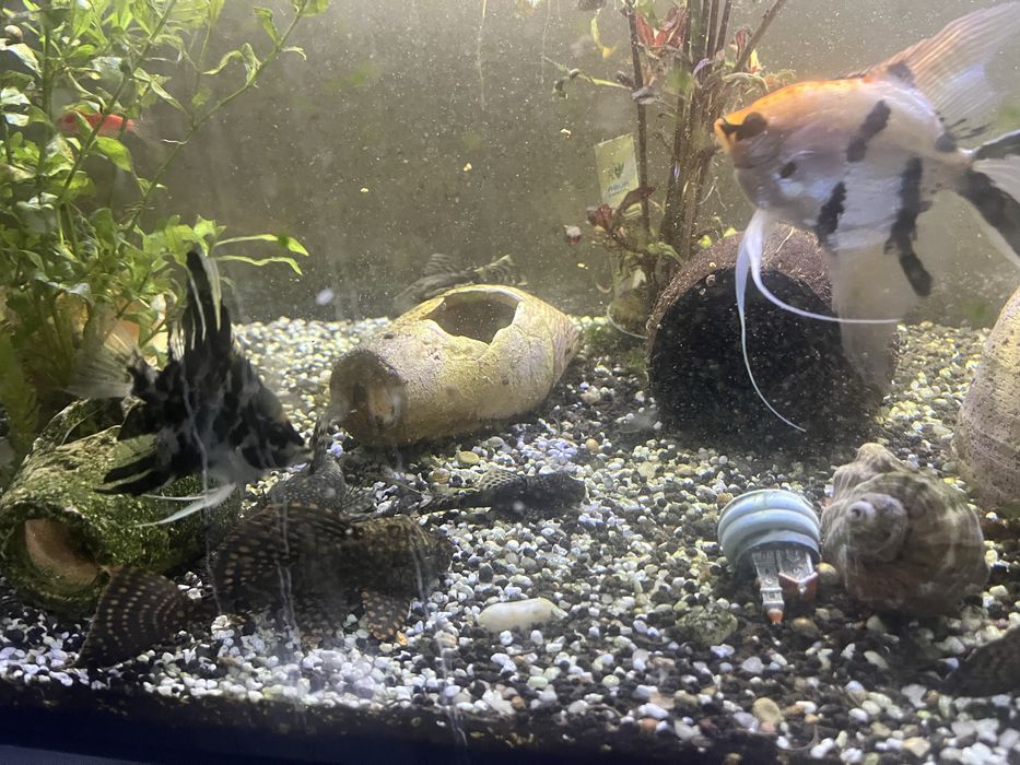 Acvariu 110lt cu peşti