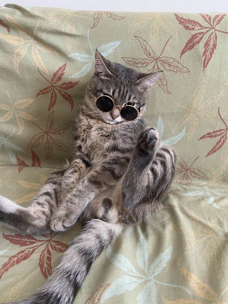 Ищу кошечку для кота Ищу девочку-кошку для вязки для моего котика.