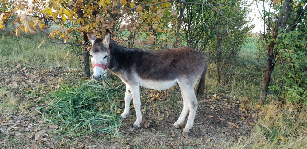 Vând o magarița și un măgar de montă