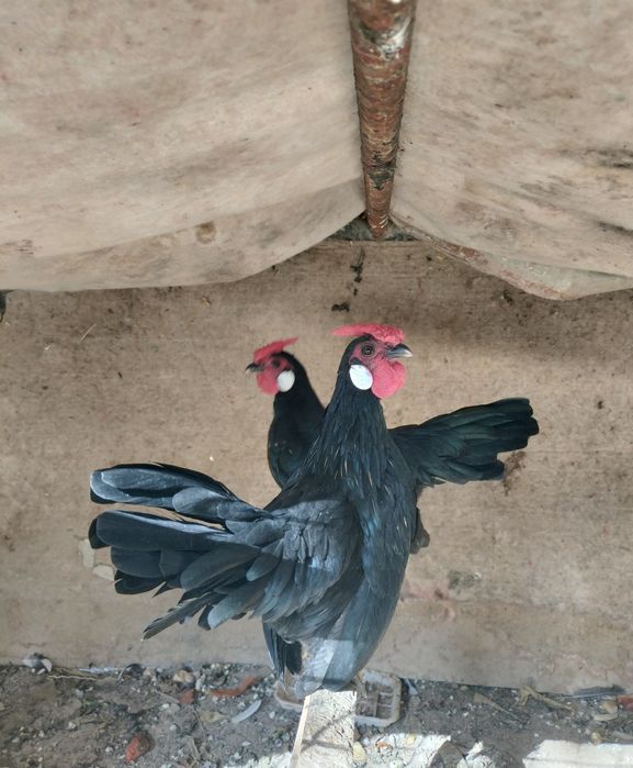 Bentam yapon xo'rozlari sotiladi