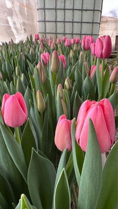 Тюльпаны оптом и в розницу