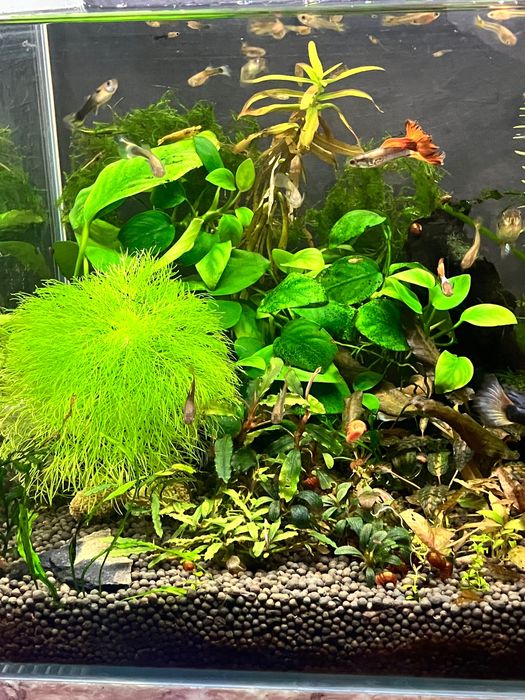 Tayyor akvarium baliqlar bilan