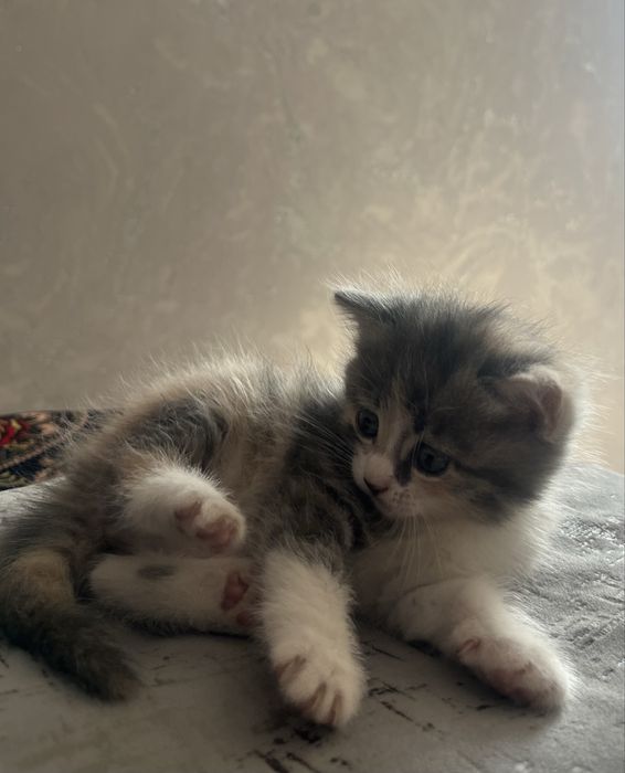 Отдам котят в хорошие руки