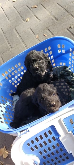 Продаются щенки породы русский охотничий спаниель