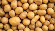 Cartof bio calitate 1
