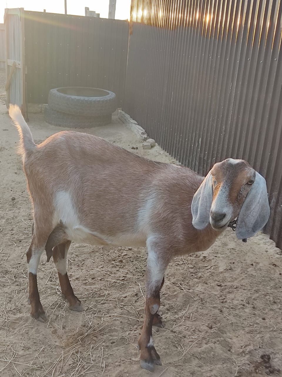 Анголо нубийские  породы  козы