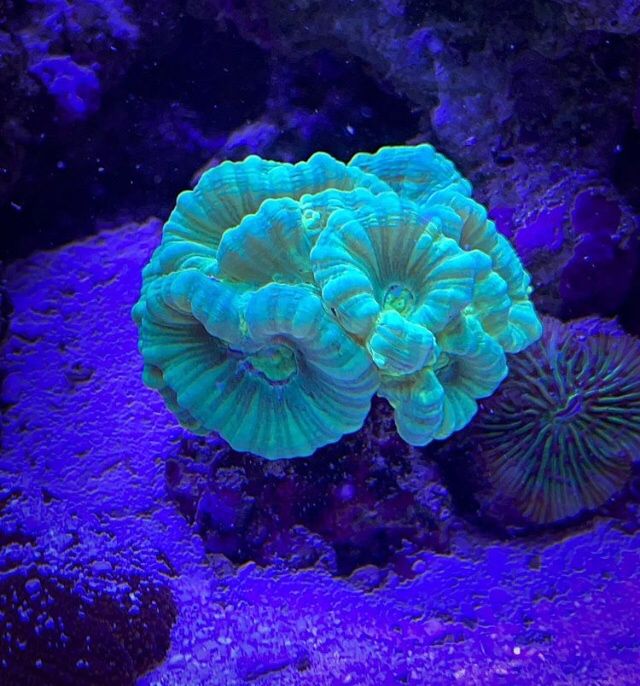 Кораллы в морской аквариум