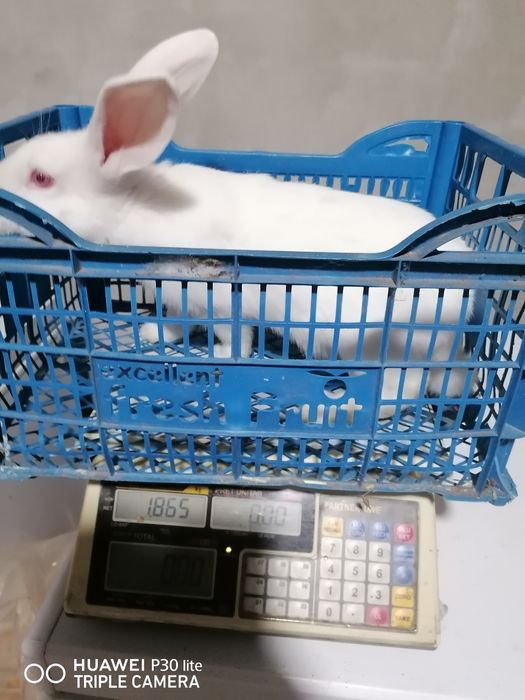 Tineret hycole și pannon