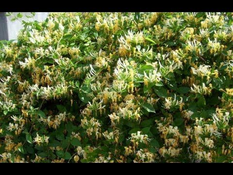 Caprifoi (Mana Maici Domnului )