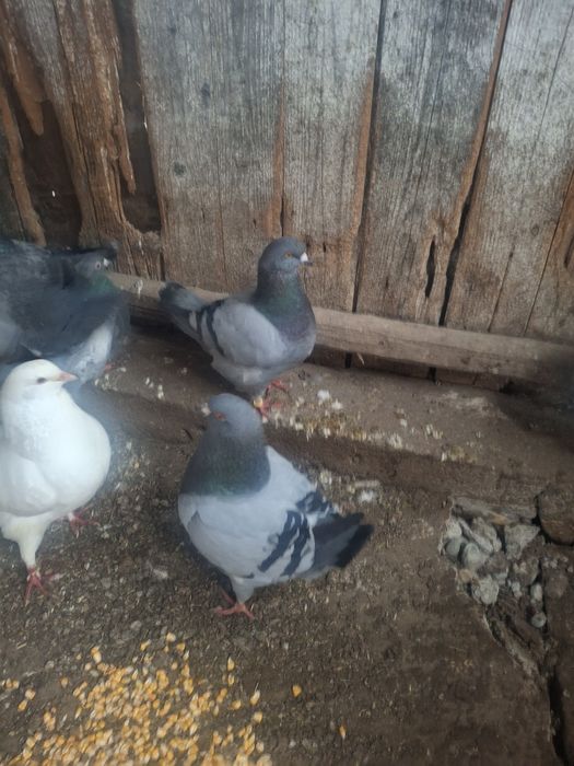 Vând porimbei rasa king