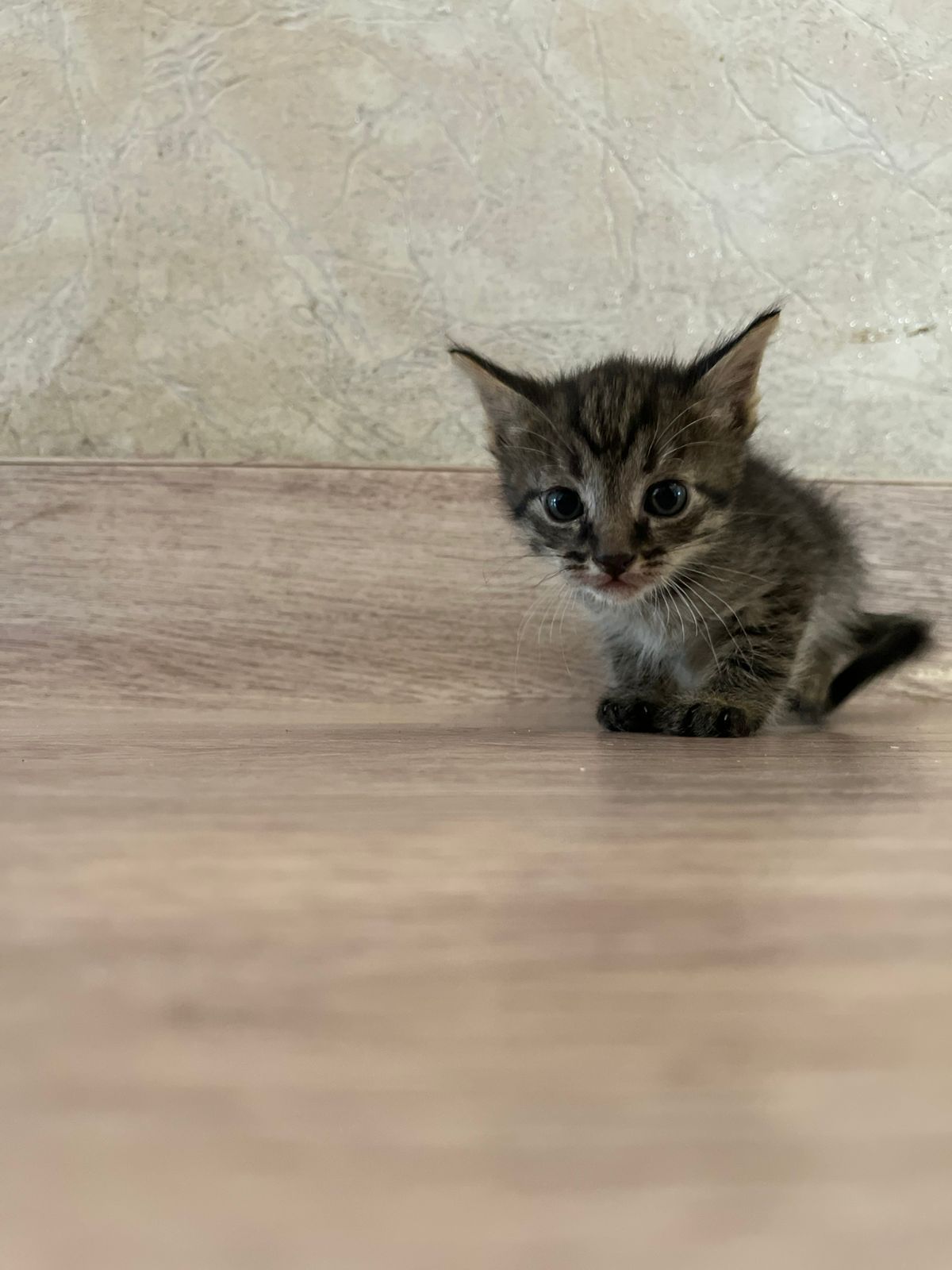 Ищут дом ласковые котята!