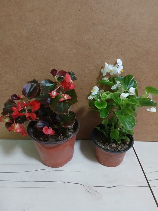 Бегония красная и белая местные