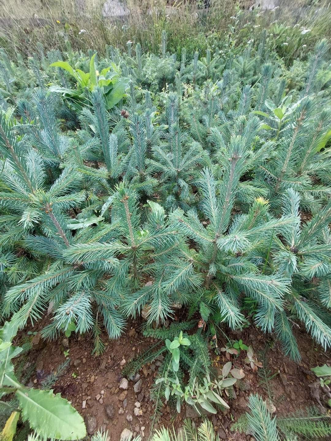 Puieti molid argintiu Picea engelmannii- producator