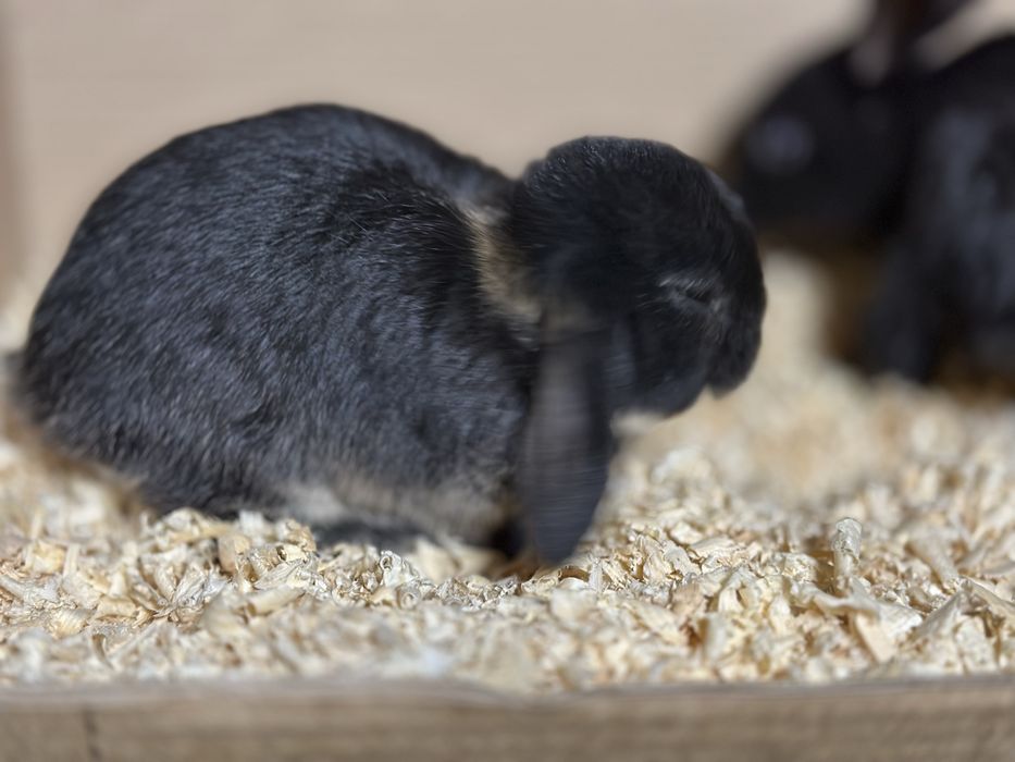 Karlik baran sotiladi 45 kunlik soni 2 ta