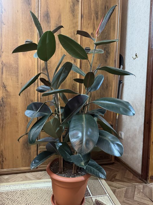 Фикус Эластик 1.6 метра