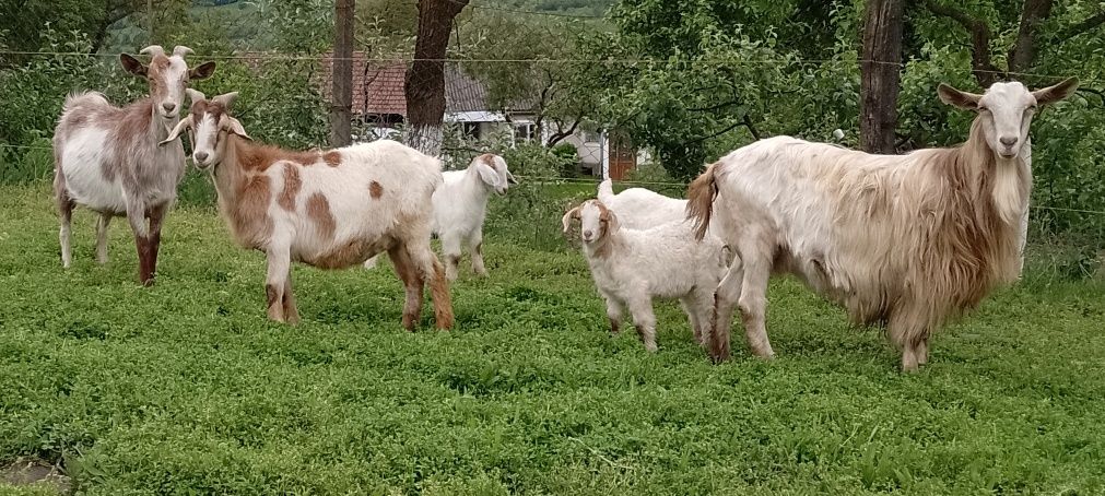 Capre cu iezi de vînzare sau schimb cu o vitea înțărcată