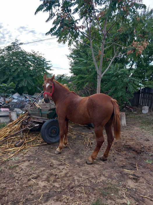 Cal de muncă în stare excelentă – gata de câmp și tras căruța
