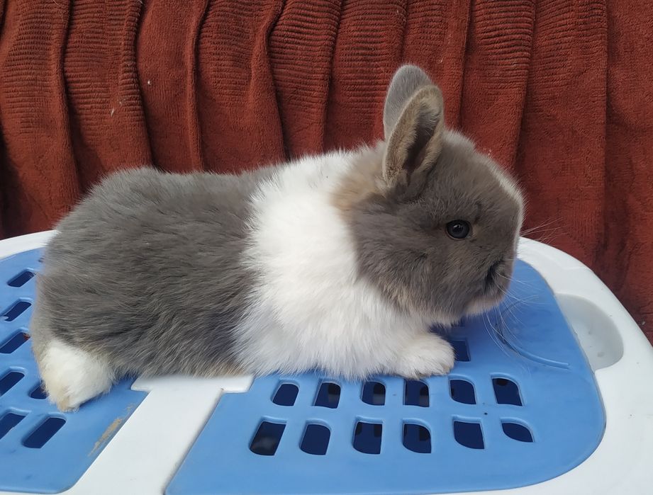 Quyonchalar sotiladi