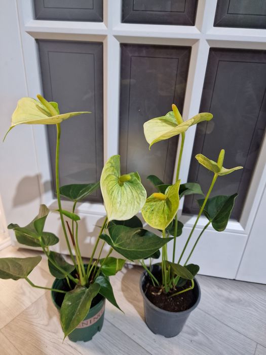 Антуриум  или мужское счастье