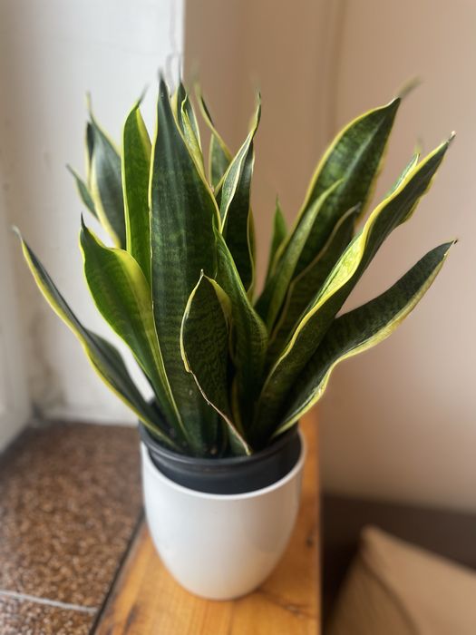 Растение меч в саксия