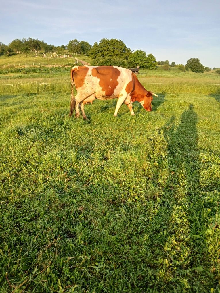 Vacă gestantă de vanzare