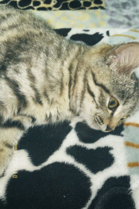 Котёнок продаётся