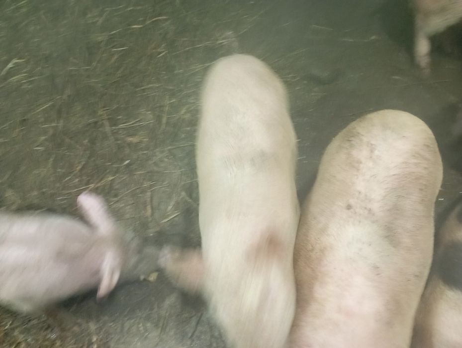 Продам поросят. Возраст 1 -2.5  месяца