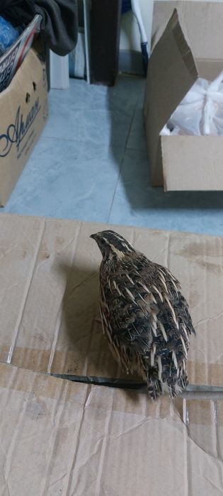 Продаётся клетка для перепелки