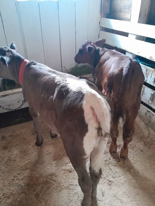 Vând doua vitele semiintarcate una bruna, cealaltă angus