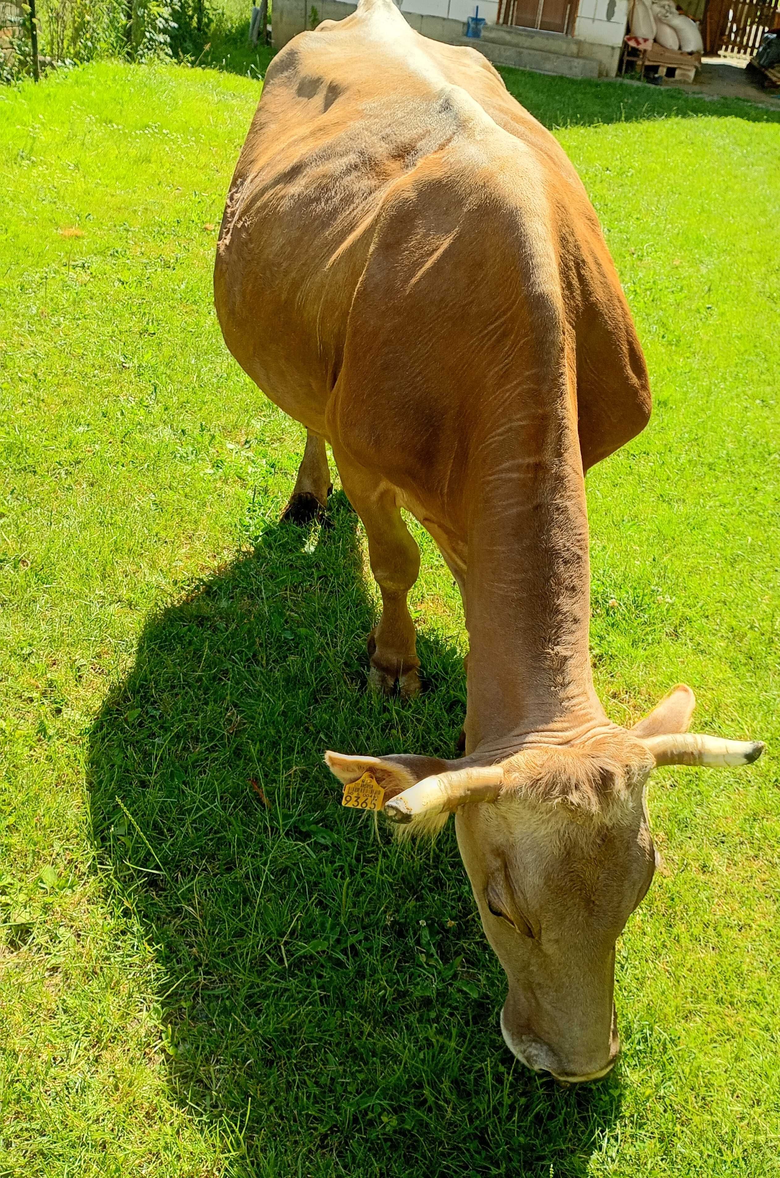 vaca gestanta de 7 luni cu vițel de carne