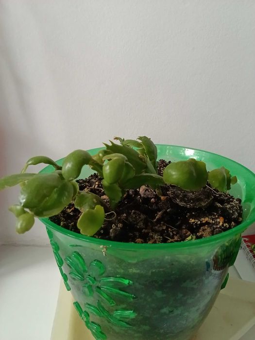 Декабрист розовый