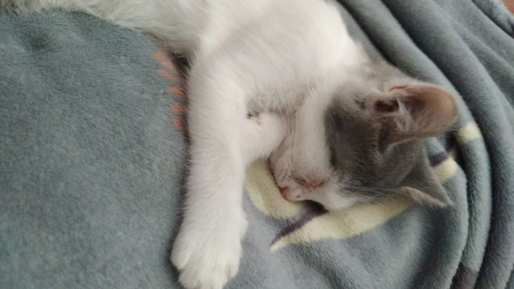 Отдаем котят(2 кошки и 1 кот)