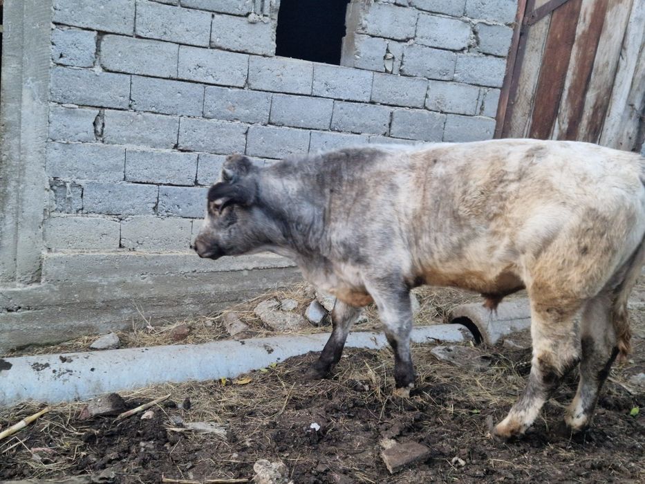 Vand 2 vaci si 1 taur si o vitea