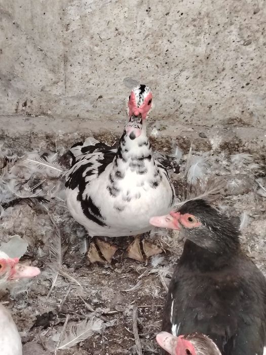 O'rdak g'ozlar sotiladi lichkada kelishamiz chirchiq