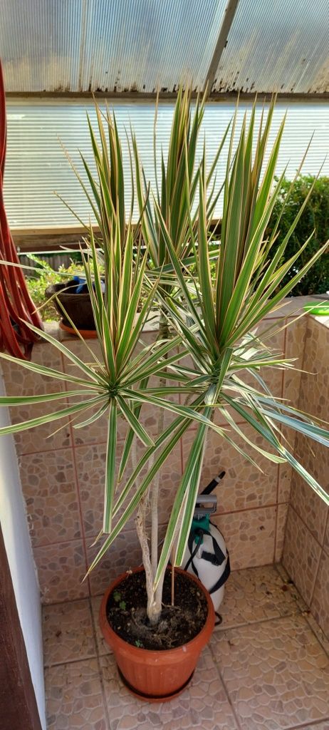 Dracaena, micuțul palmier