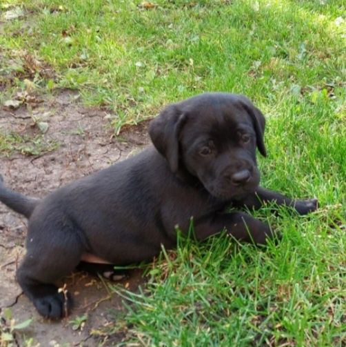 Labrador Retriever cu pedigree