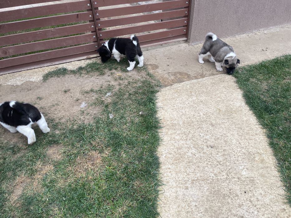 Donez catei akita american