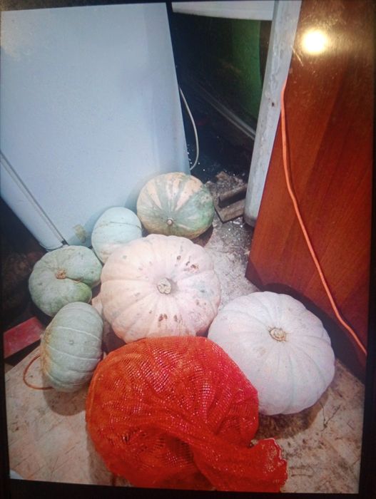 Продам тыкву 200 тенге килограм есть морковь цена 100 тенге килограм