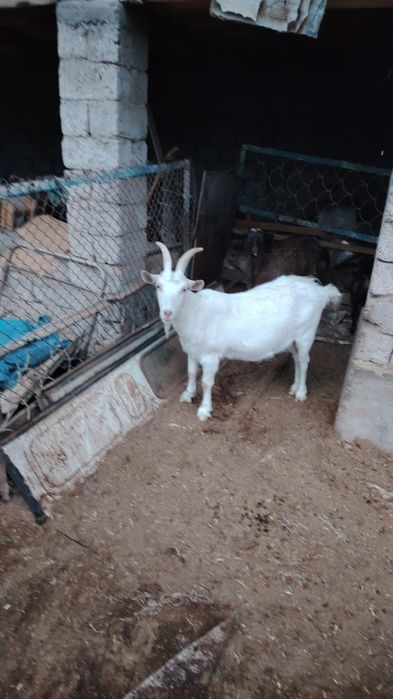 Занен. Желтоксанда туады.