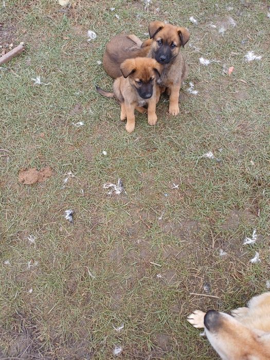 Ofer gratuit 3 catelusi