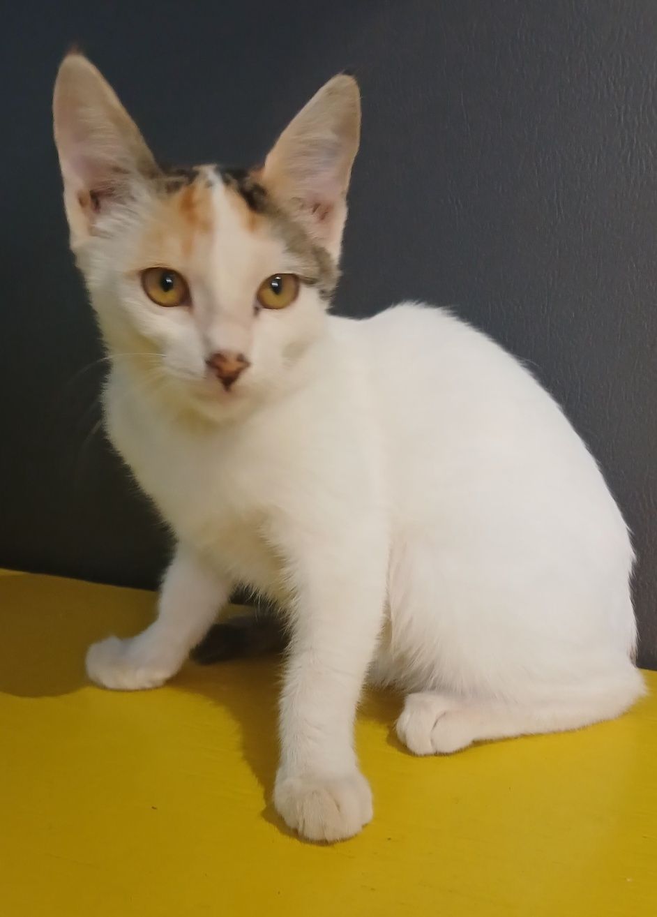 Mehribon do'stlar
