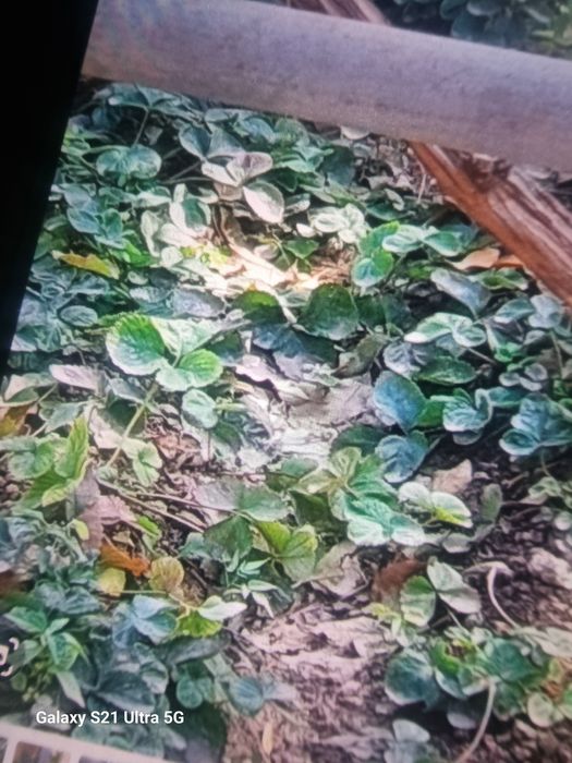 Кулупнай кучатлари