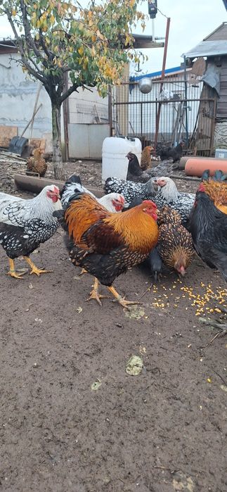 Găini  Wyandotte/AUSTROLOP